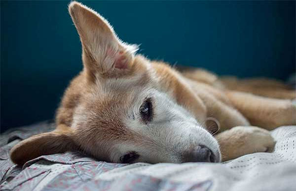 Các bệnh truyền nhiễm thường gặp trên chó mèo 5 benh-cho-meo