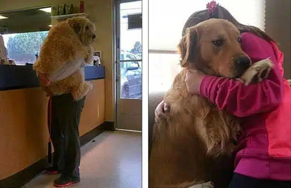 Các bệnh truyền nhiễm thường gặp trên chó mèo 4 benh-cho-meo