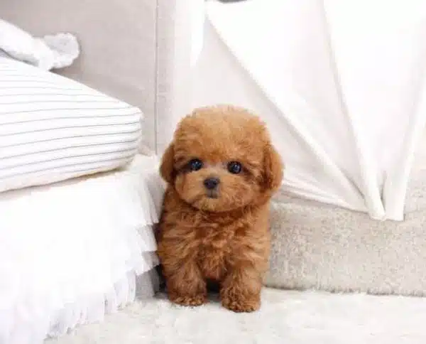 Chó Poodle bao nhiêu tiền? 5 cho-poodle-5