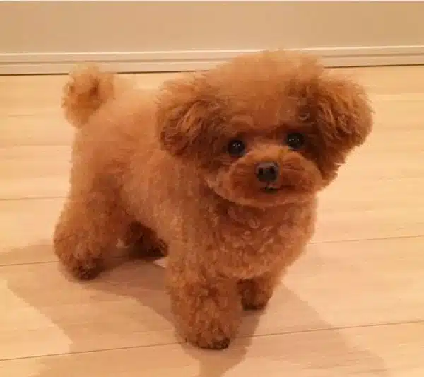 Cách nuôi chó poodle 2 tháng tuổi 3 cho-poodle