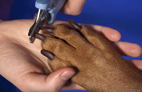 Kỹ thuật làm đẹp cơ bản cho thú cưng tại nhà 6 lam-dep-thu-cung-3