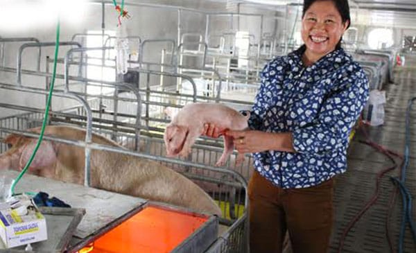 Thu tiền tỷ từ nuôi heo nái ngoại 1 Nuôi heo nái
