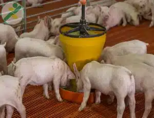 Bệnh-phù-thũng-ở-heo-con