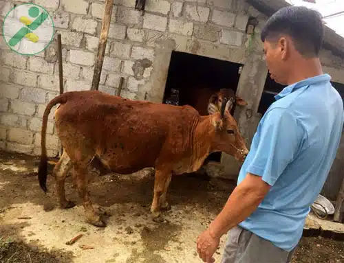 Thái Nguyên: Huyện Đại Từ công bố bệnh viêm da nổi cục trên trâu, bò tại 5 xã 2 bệnh viêm da nổi cục