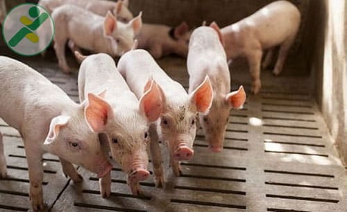Heo bị ho, làm thế nào để ngăn chặn nó? 1 Heo bị ho, làm thế nào để ngăn chặn nó?