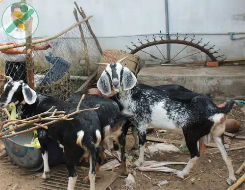Giá dê thịt tăng cao, người nuôi có lời 2 gia de hoi