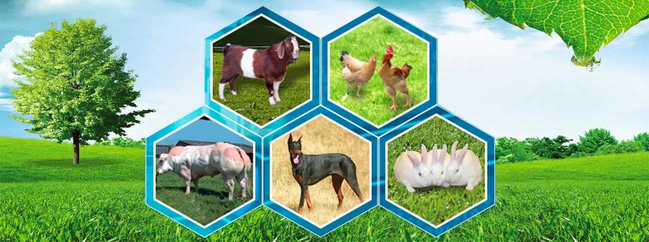 viec-lam-chan-nuoi-2