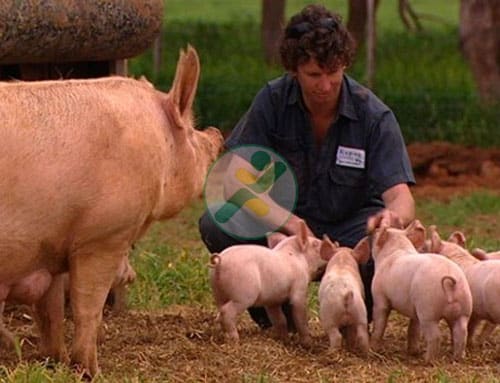 JBS mua lại công ty chế biến thịt lợn hàng đầu của Australia 1 JBS