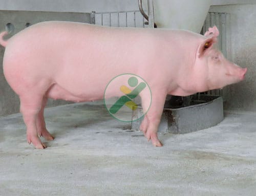 Một số giống lợn điển hình trên thị trường hiện nay 2 Lon-Yorkshire
