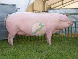 Lợn-Landrace