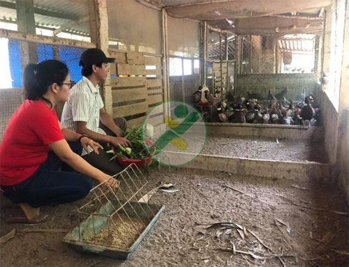 Thu nhập ổn định với mô hình nuôi chim trĩ 1 Nuoi-chim-tri