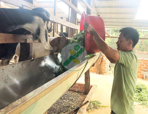 Chư Prông: Liên kết chăn nuôi dê mang lại hiệu quả 1 chan-nuoi-de