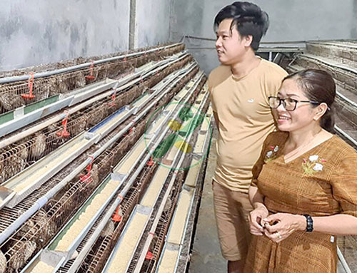 Thu nhập khá từ nuôi chim cút 1 chim-cut