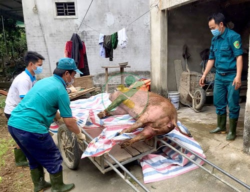 Nghệ An: Bệnh dịch tả lợn châu Phi ‘hạ nhiệt’ 1 dich-ta-lon-chau-phi