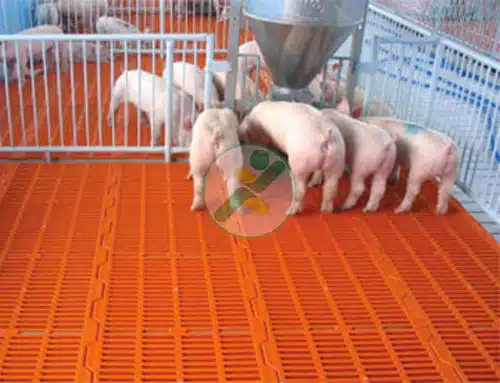 Thiết bị lót sàn chuồng heo 2 lot-san-chuong-heo