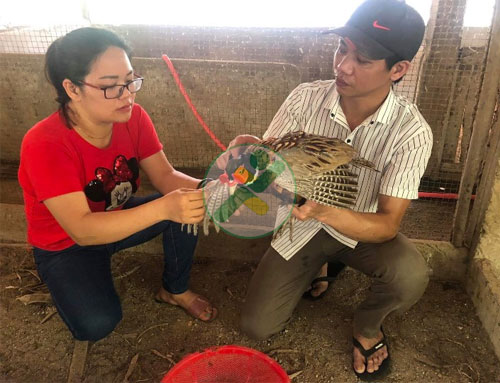 Thu nhập ổn định với mô hình nuôi chim trĩ 2 mo-hinh-nuoi-chim-tri