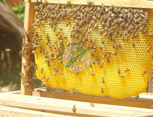 Hiệu quả từ mô hình nuôi ong lấy mật của thanh niên Trần Ngọc Huy
