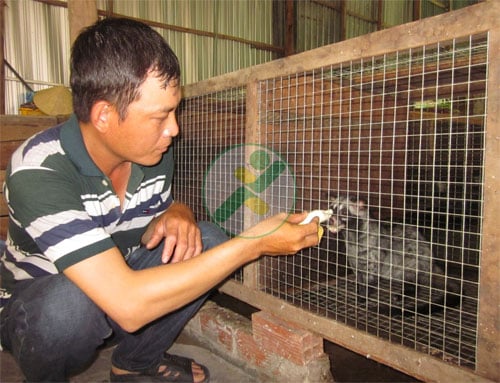Nuôi chồn hương gia tăng thêm thu nhập 1 nuoi-chon-huong