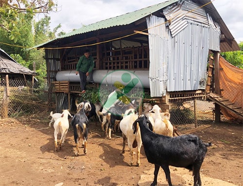 Chư Prông: Liên kết chăn nuôi dê mang lại hiệu quả 2 chan-nuoi-de