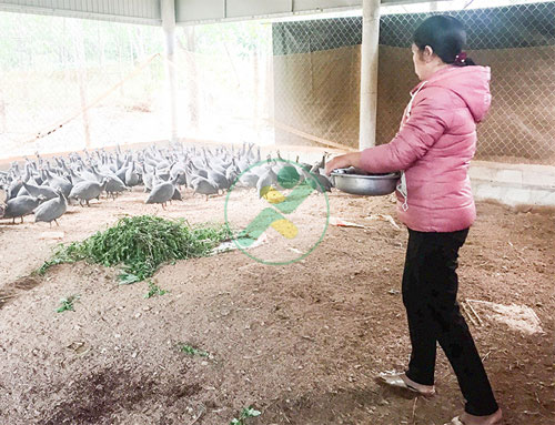Quảng Trị: Mô hình chăn nuôi gà sao cho hiệu quả cao 1 nuoi-ga-sao