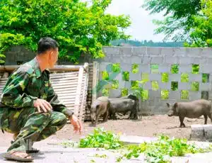 Nuôi lợn Táp Ná