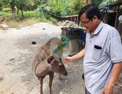 Làm giàu từ nuôi nai lấy nhung 1 nuoi-nai