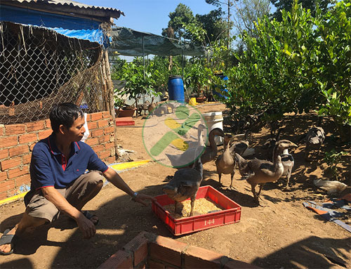 Lợi kép từ nuôi ngỗng và trồng chanh 1 nuoi-ngong