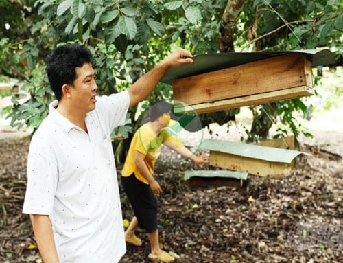 Nuôi ong dú lấy mật, bán trên 1 triệu đồng/lít 1 nuoi-ong