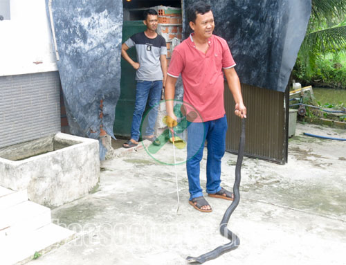 Nuôi rắn hổ mang cho thu nhập hơn 2 tỉ đồng/năm 1 nuoi-ran-ho-mang