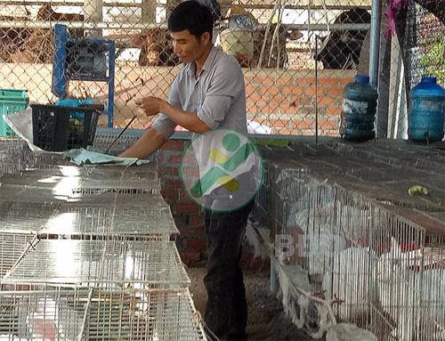 Mô hình nuôi thỏ theo hướng VietGAP 1 nuoi-tho