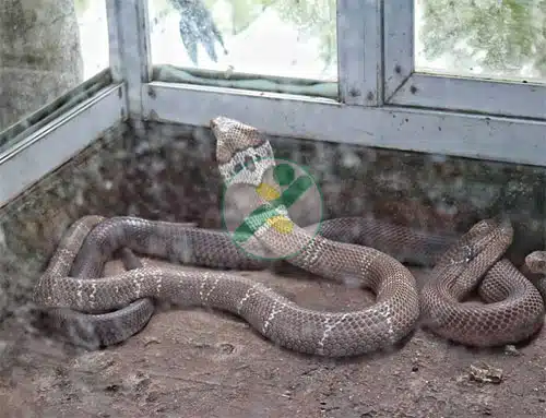 Nuôi rắn hổ mang cho thu nhập hơn 2 tỉ đồng/năm 4 ran-ho-mang