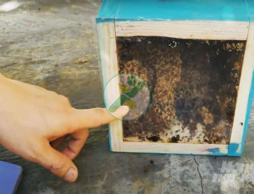 Nuôi ong dú lấy mật, bán trên 1 triệu đồng/lít 2 thung-nuoi-ong