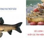 Tuyển dụng: Đại diện kỹ thuật và thương mại thuốc Thủy Sản 1 CÔNG TY CP DƯỢC THÚ Y THỦY SẢN SÀI GÒN
