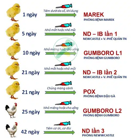 Kỹ thuật chăn nuôi và phòng bệnh cho gà thịt 2 tiem-vaccin-cho-ga