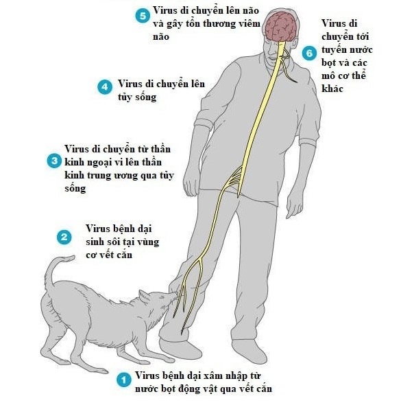 Một số loại vật nuôi trung gian truyền bệnh cho người 2 benh dai