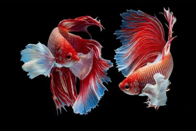 Kĩ thuật nuôi cá cảnh cho người mới bắt đầu 5 Kĩ thuật nuôi cá cảnh