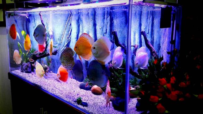 Kĩ thuật nuôi cá cảnh cho người mới bắt đầu 3 ca canh 2