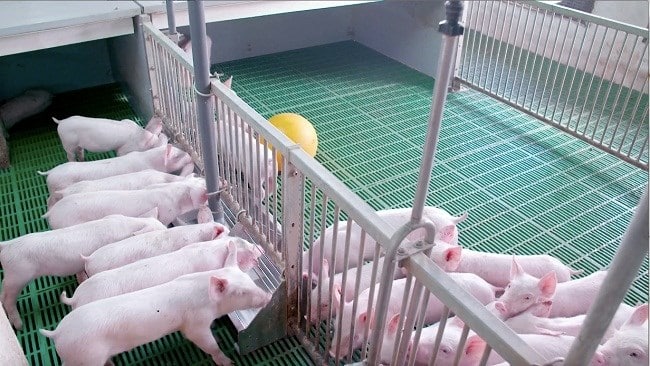 7 kĩ thuật chăn nuôi lợn hiệu quả hay ăn chóng lớn 2 Chăn nuôi lợn hiệu quả
