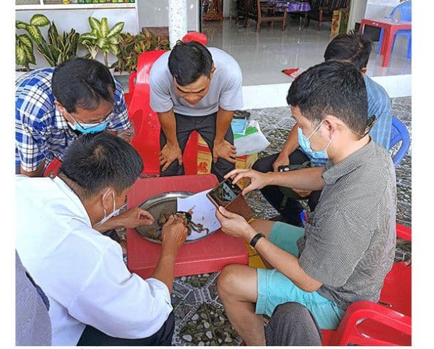 Khắc phục tình trạng cua chết bất thường ở Cà Mau 1 Cua chết bất thường