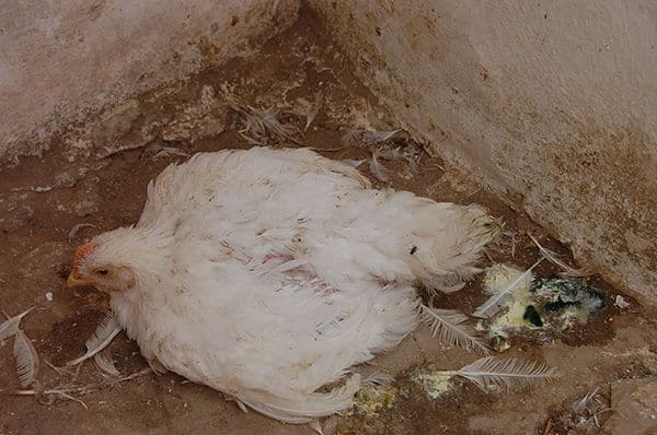 Gà đi phân xanh và bị đau mắt đỏ cho ăn ngay 2 loại hoa sau để trị tận gốc 1 Gà đi phân xanh và đau mắt