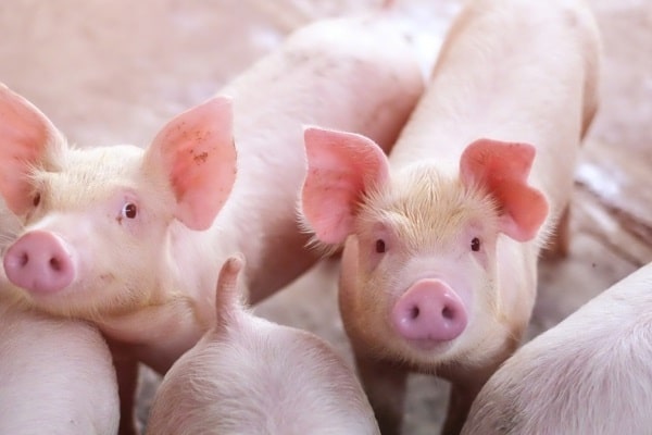 7 kĩ thuật chăn nuôi lợn hiệu quả hay ăn chóng lớn 1 heo con