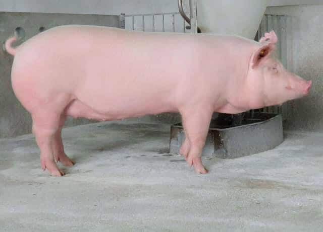 Heo nái trước và sau khi mang thai cần tiêm phòng cho heo vắc-xin gì? 1 heo hau bi
