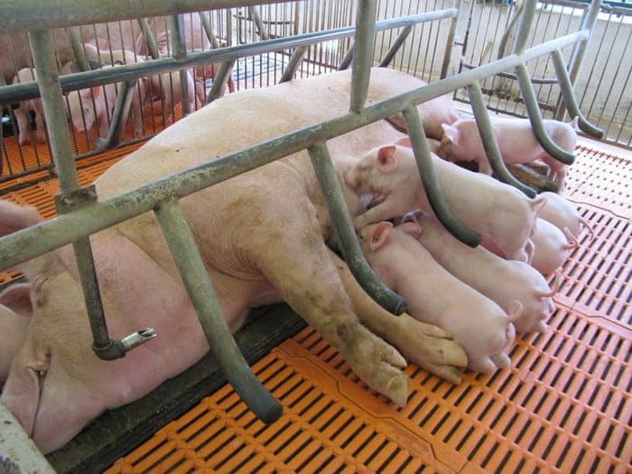 Heo nái trước và sau khi mang thai cần tiêm phòng cho heo vắc-xin gì? 2 heo nai cho sua