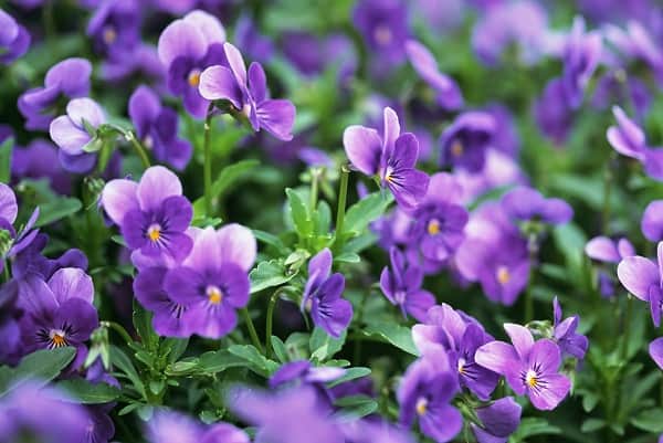 Gà đi phân xanh và bị đau mắt đỏ cho ăn ngay 2 loại hoa sau để trị tận gốc 2 hoa violet tim