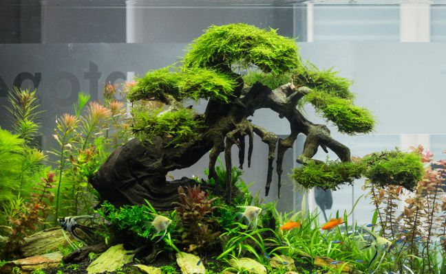 Kĩ thuật nuôi cá cảnh cho người mới bắt đầu 2 Kĩ thuật nuôi cá cảnh