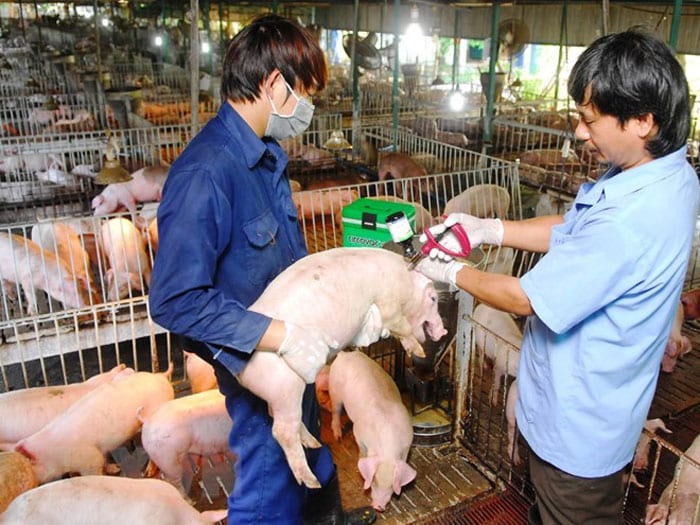 Heo bị ho, làm thế nào để ngăn chặn nó? 4 Biện pháp phòng, chống bệnh cho heo