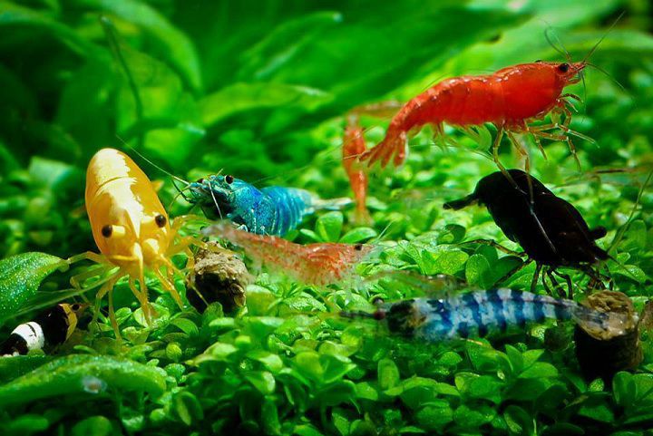 Kinh nghiệm và phương pháp nuôi tôm cảnh ít ốm bệnh 1 Phương pháp nuôi tôm cảnh