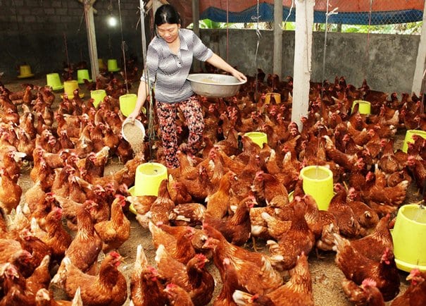 Nuôi gà phải xem! 5 điểm chính của kiến thức kĩ thuật chăn nuôi gà toàn diện và thiết thực 2 trai ga
