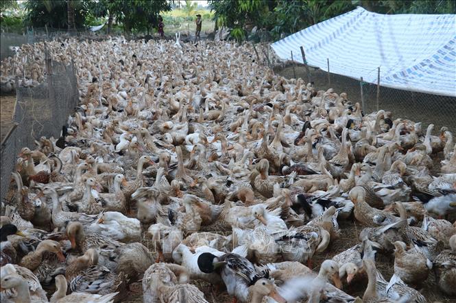 Bí quyết nuôi vịt và phòng bệnh cho vịt 1 vay luoi trai vit