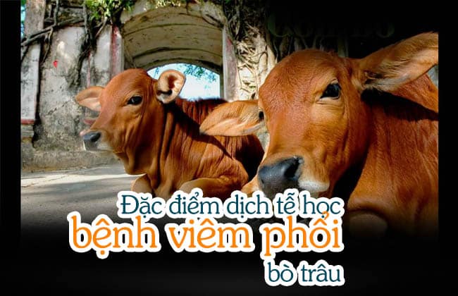 Bệnh viêm phổi bò trâu các triệu chứng, phòng ngừa và kiểm soát 2 Đặc điểm dịch tễ học bệnh viêm phổi bò trâu